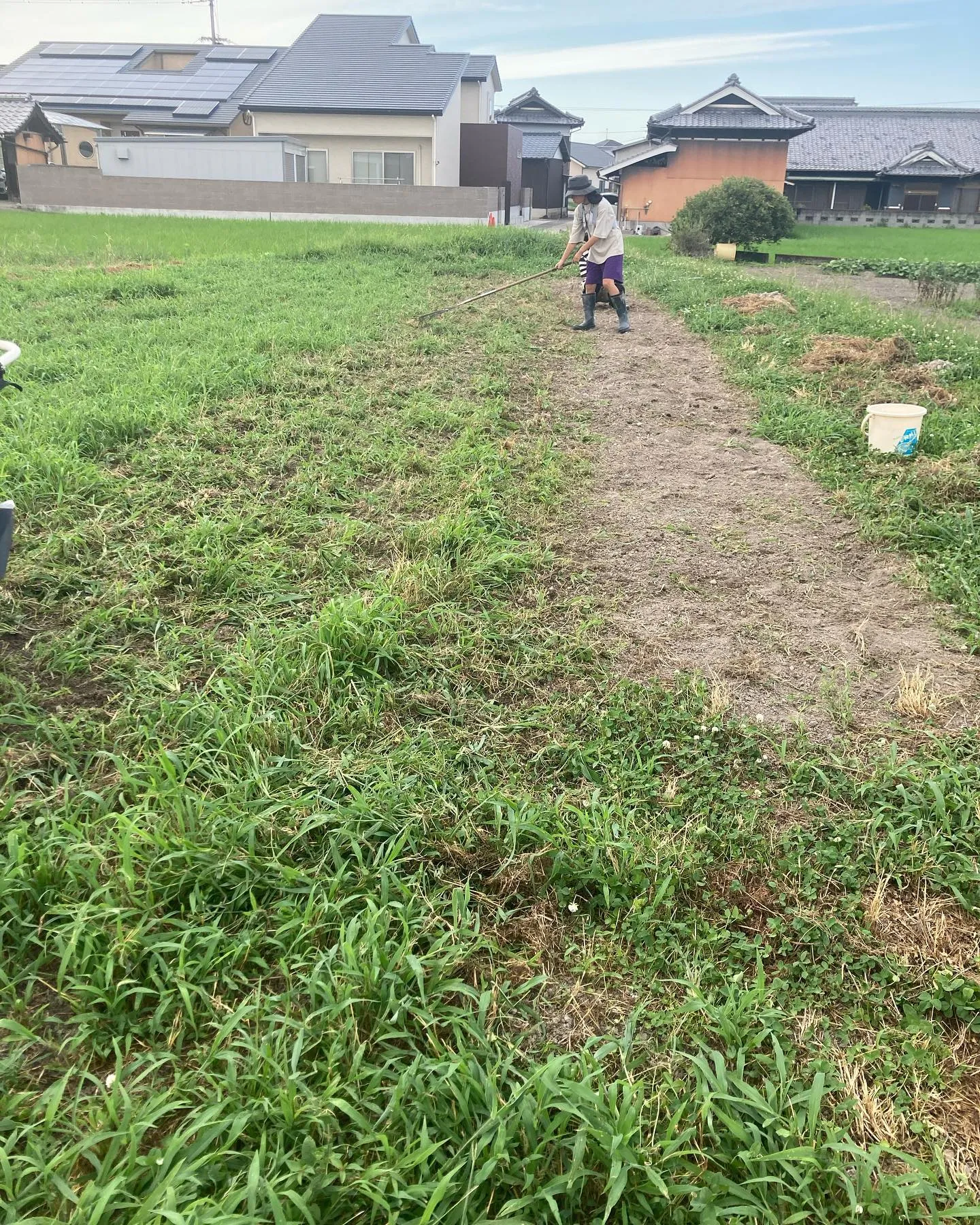 菌ちゃん農法やってみた。
