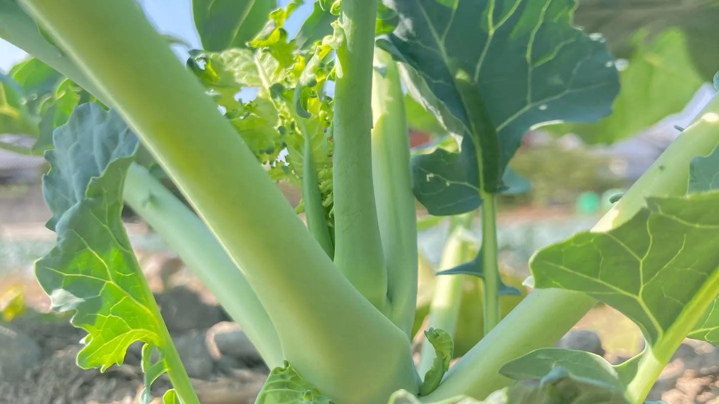 菌ちゃん農園の野菜が育ち始めました！
