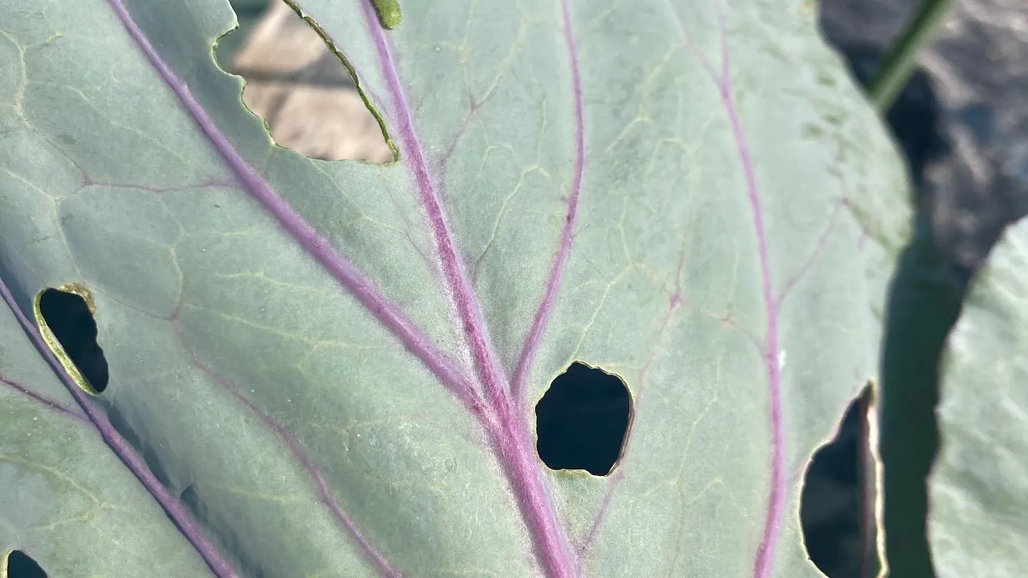 菌ちゃん農園の野菜が育ち始めました！