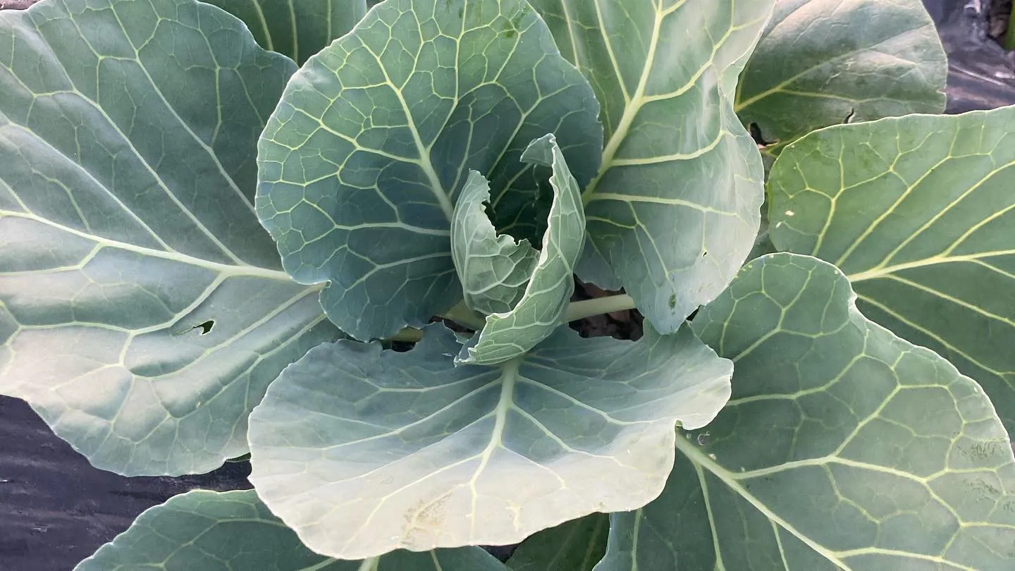 菌ちゃん農園の野菜が育ち始めました！