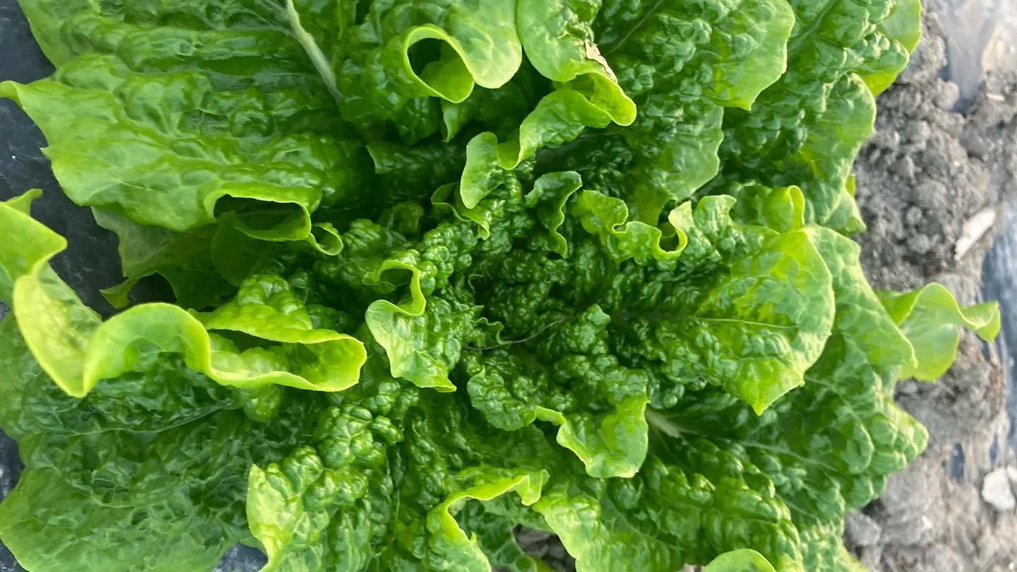 菌ちゃん農園の野菜が育ち始めました！