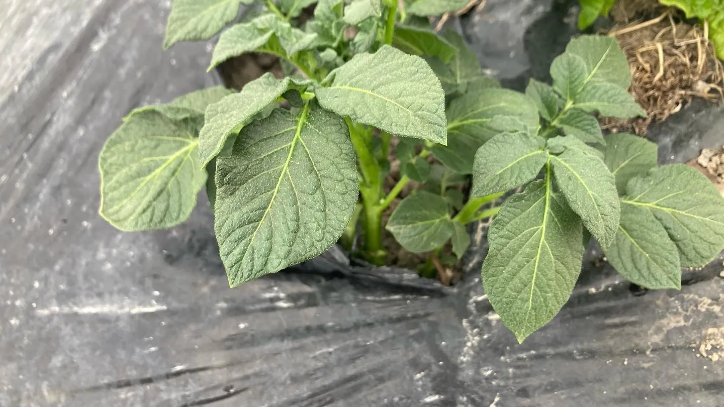 菌ちゃん農園の野菜が育ち始めました！