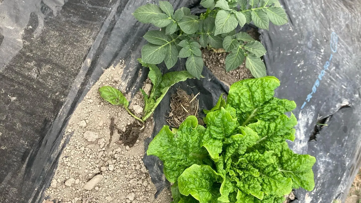 菌ちゃん農園の野菜が育ち始めました！