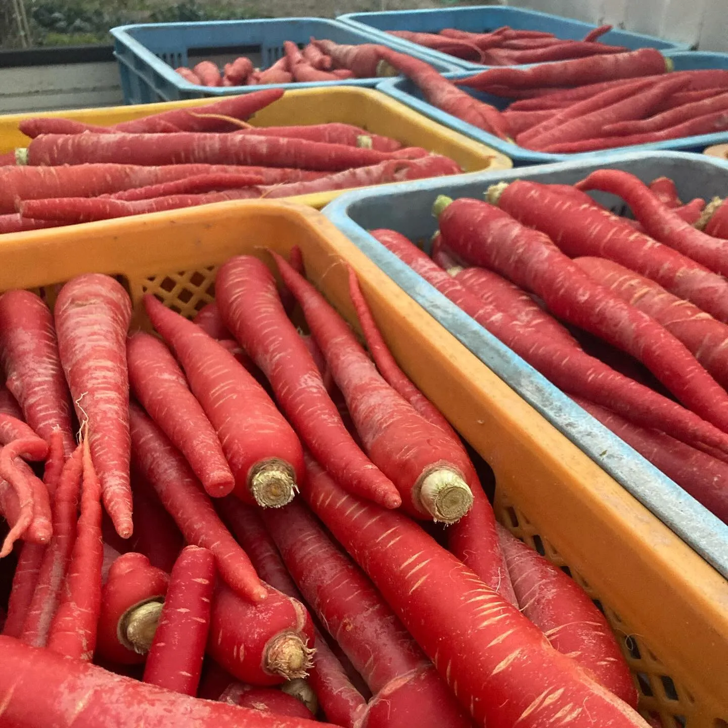 香川県は金時人参の生産量日本一🇯🇵⁡