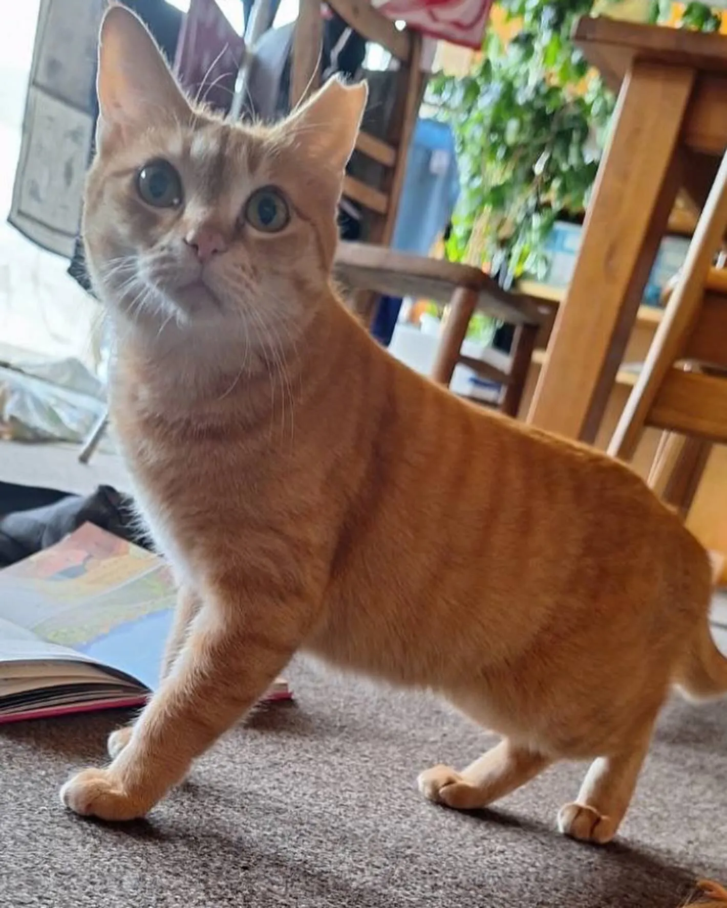 我が家の猫🐈出て行きました！
