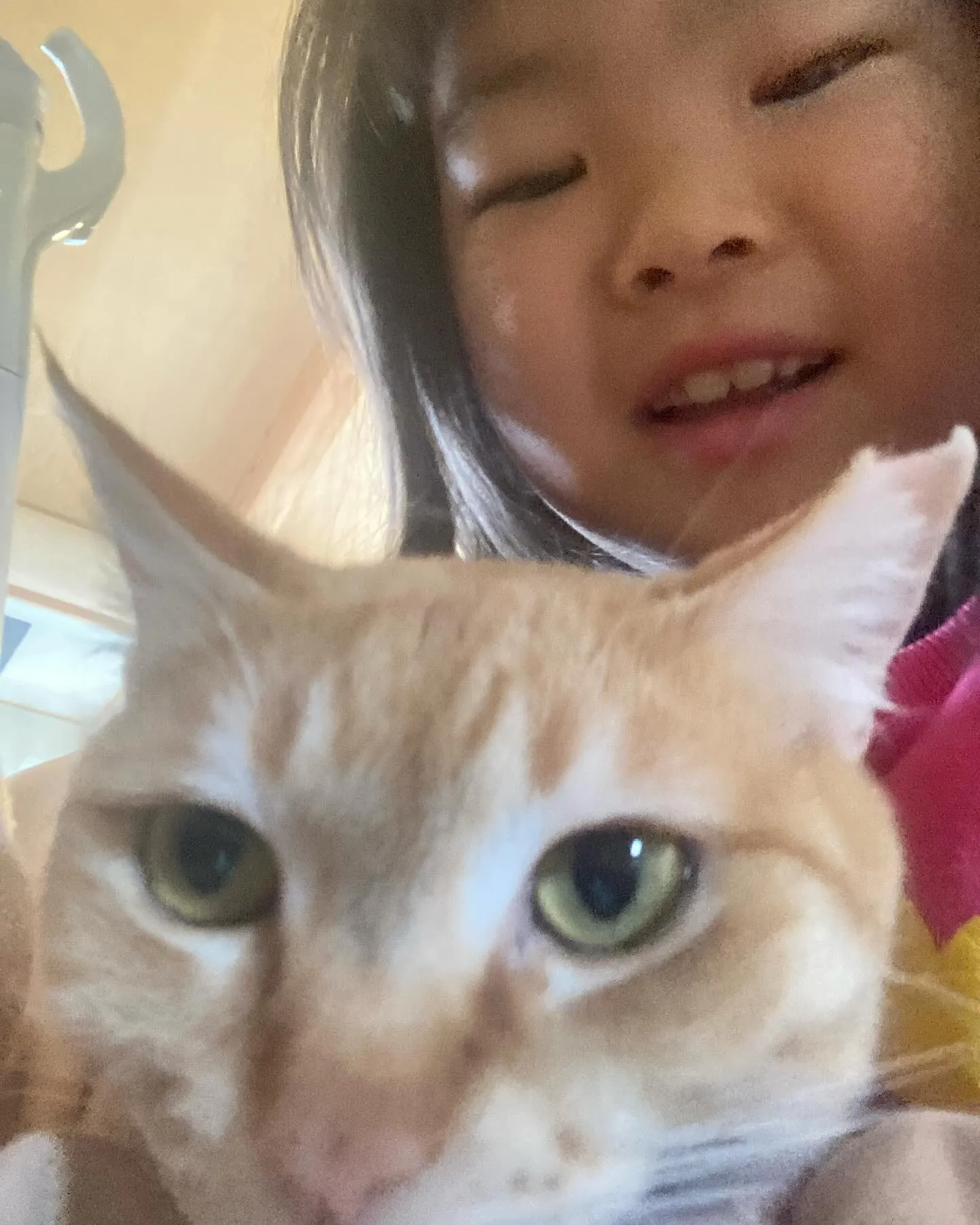 我が家の猫🐈出て行きました！