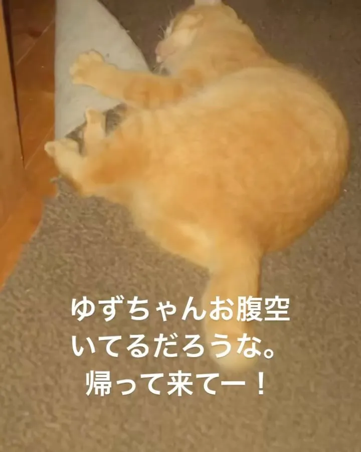 我が家の猫🐈出て行きました！